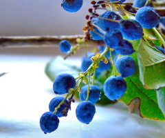 MAHONIA'S FRUITS