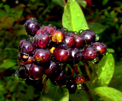 REGENTROPFEN