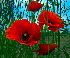 BLÜTEN