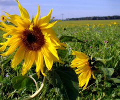 BLÜTEN