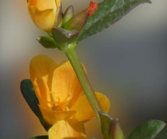 blossoms