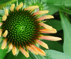 ECHINACEA IN BLOOM