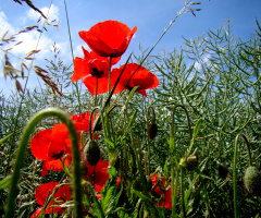 BLÜTEN
