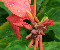 CANNA IN WATERDROPS