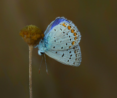 Kelebek