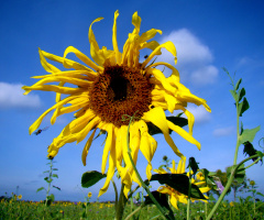 BLÜTE