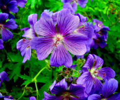 BLÜTEN