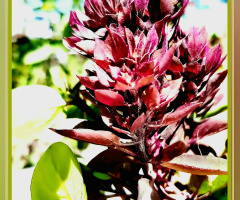 ناز بو،. Tulsi