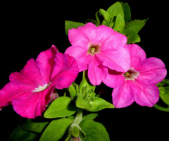 BLÜTEN