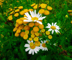 BLÜTEN