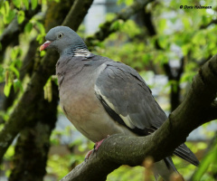 Common wood pigeon