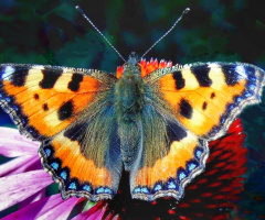 COLORFUL BUTTERFLY 