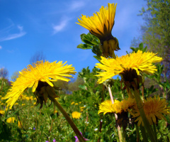 BLÜTEN