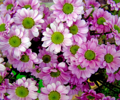 BLÜTEN