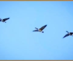 Geese ❤️⚜❤️