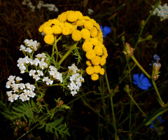 BLÜTEN