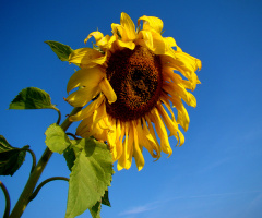 BLÜTE