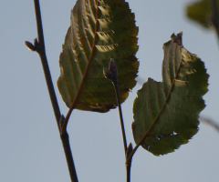 leaves