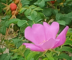 WILD  ROSE