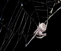 NIGHT SPIDER