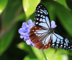 Tripping butterfly