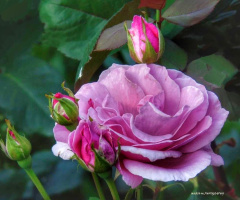 GARDEN ROSE