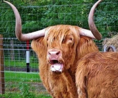 HIGHLAND CATTLE 