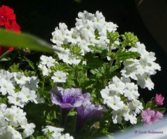 blossoms