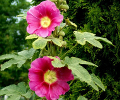 PINK MALLOW 