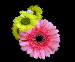 BLÜTEN