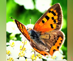 Butterfly ❤️⚜❤️