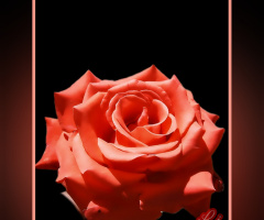 Red Rose❤️⚜❤️