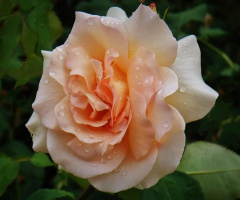 ROSE IN WATERDROPS
