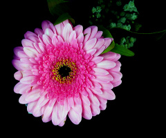 BLÜTE
