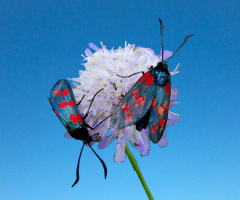 INSEKTEN