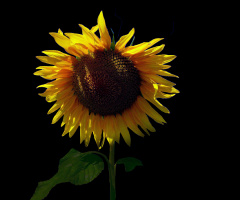 BLÜTE