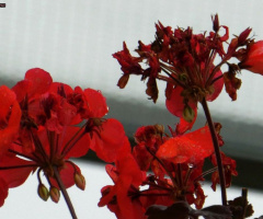 Geraniums