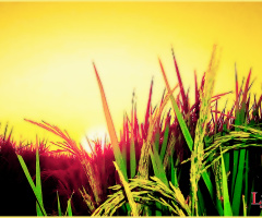 DUSK at Rice field ⚜ ⚜ ⚜ 