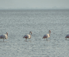 Flamingolar