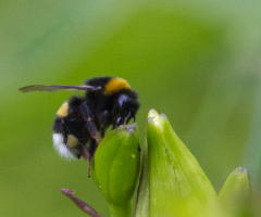 Fra Tivoli - København 2023...