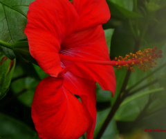 Hibiscus