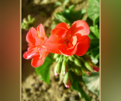 Geranium ⚜ جرینیم