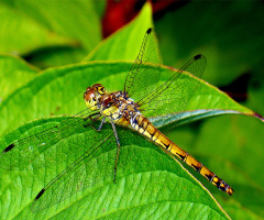 INSEKTEN