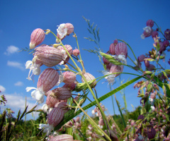 BLÜTEN