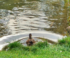 SUMMER BATH