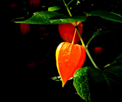 LAMPIONBLUME