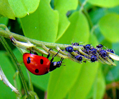 INSEKTEN