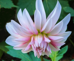 DAHLIA 