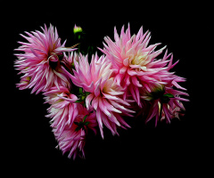 BLÜTEN