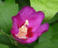 Hibiscus